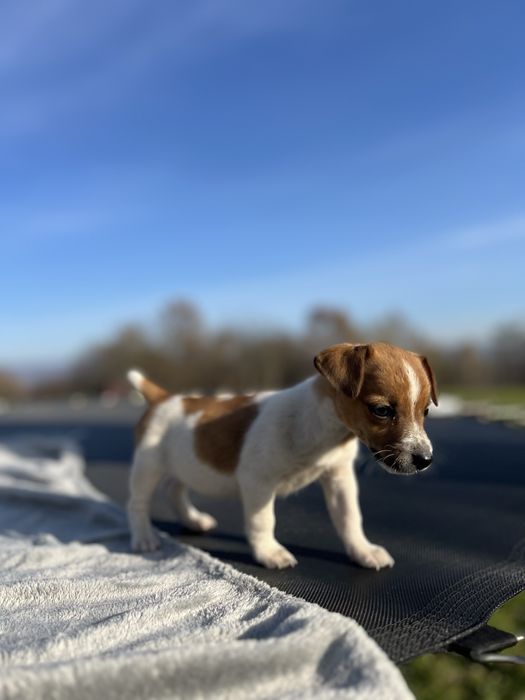 Щеночки Джек Рассел