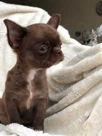 Niesamowity czekoladowy chłopczyk Chihuahua FCI