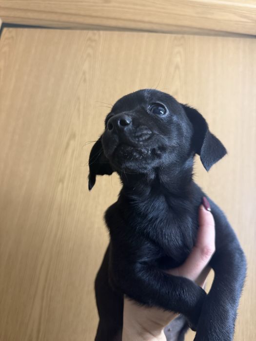 Caes bebes para adoção