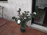 Planta de flores de Camélias Brancas