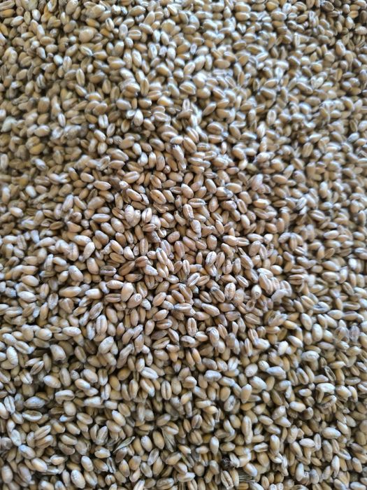 Pszenica ozima RGT BILANZ