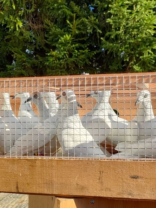 Gołębie Jasne na białych ogonach