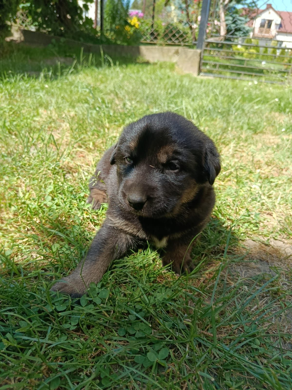 Psy pies połączenie Owczarka Niemieckiego  z Labradorem