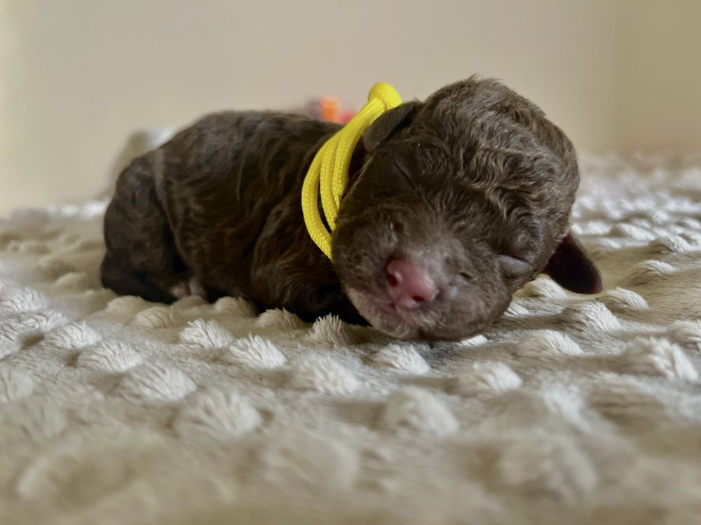 Suczka Lagotto Romagnolo FCI