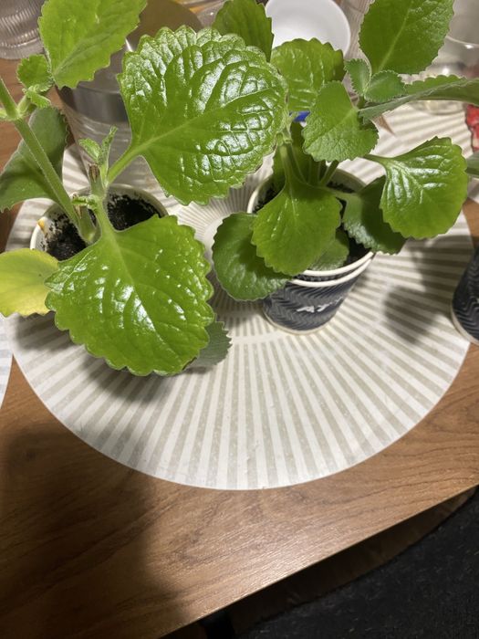 Продам отросток мяты комнатной