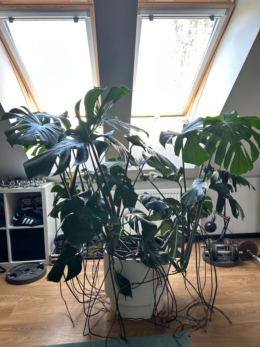 Monstera duża zdrowa piekna
