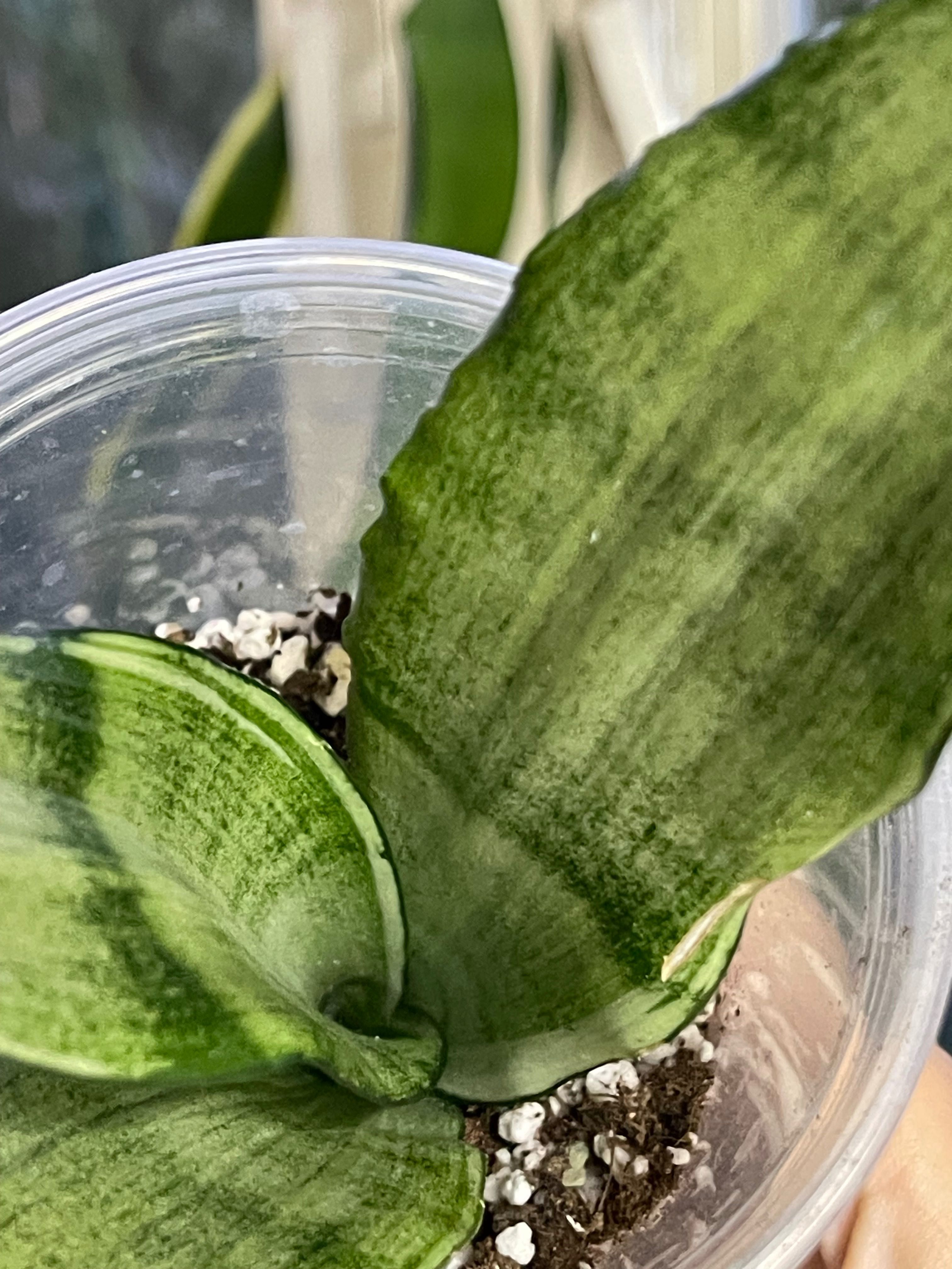 Sansevieria moonshine silver angel