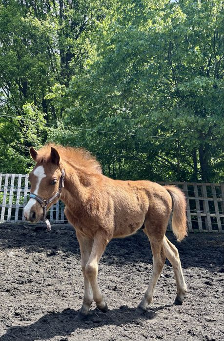 Ogier kon  kasztan malowany  wysoki 140