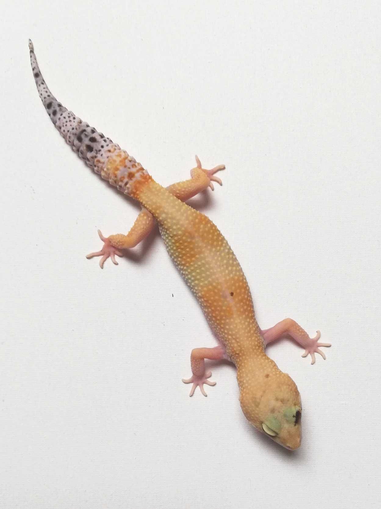 Gekon lamparci Super Hypo poss W&Y het Tremper Albino (Paradox) Samica