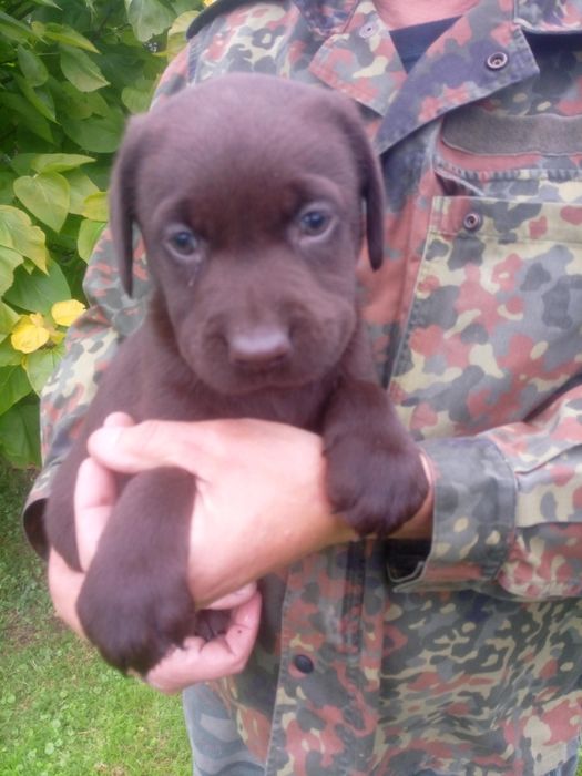 Labrador Retriever