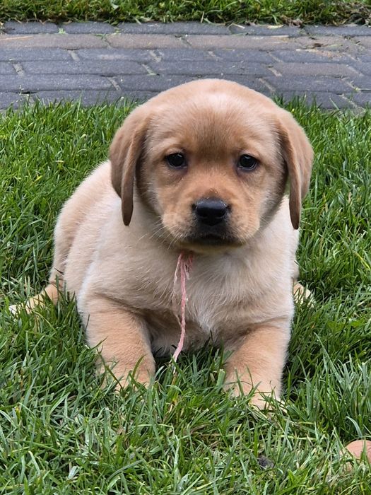 Labrador retriever fox red