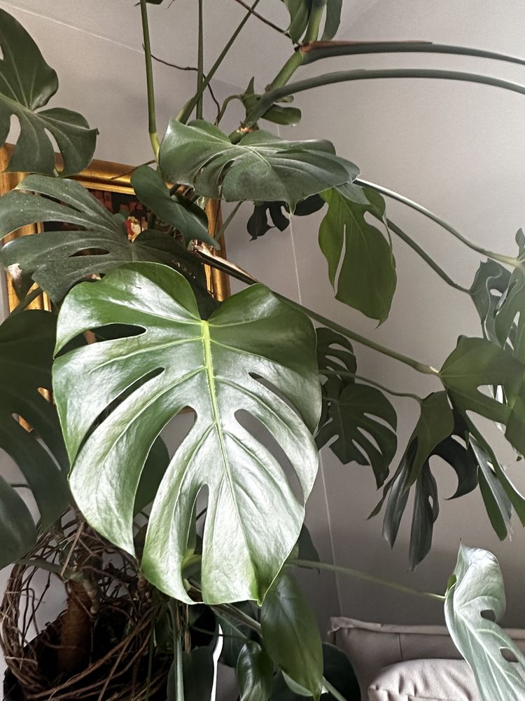 Bardzo duża monstera duży okaz