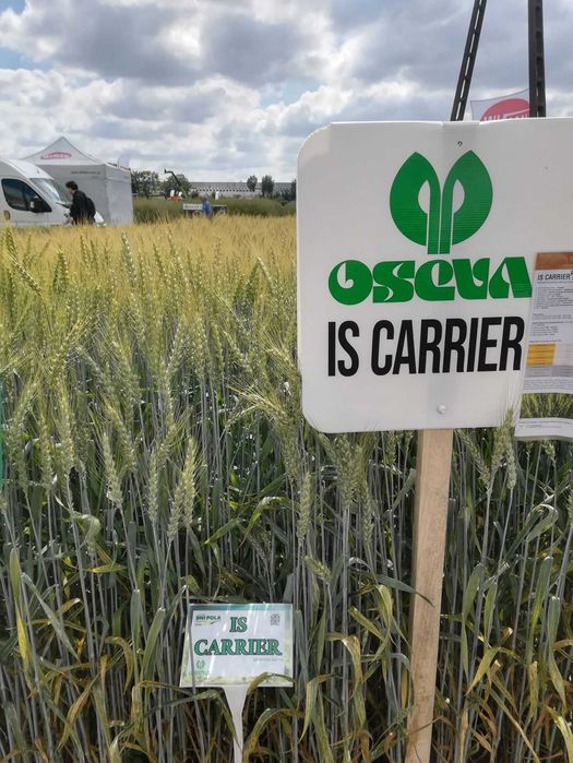 Pszenica ozima IS Carrier C1 /oścista/ wysyłka +200,00zł