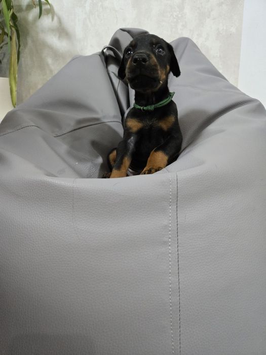 Doberman com grande carácter e muito dócil de boas linhas