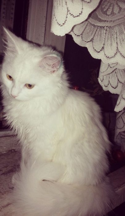 Для котов и все другое для животних