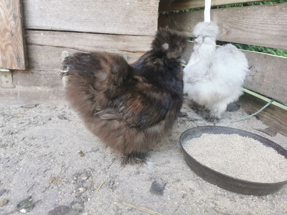 Silki jedwabiste/parka/bez wad