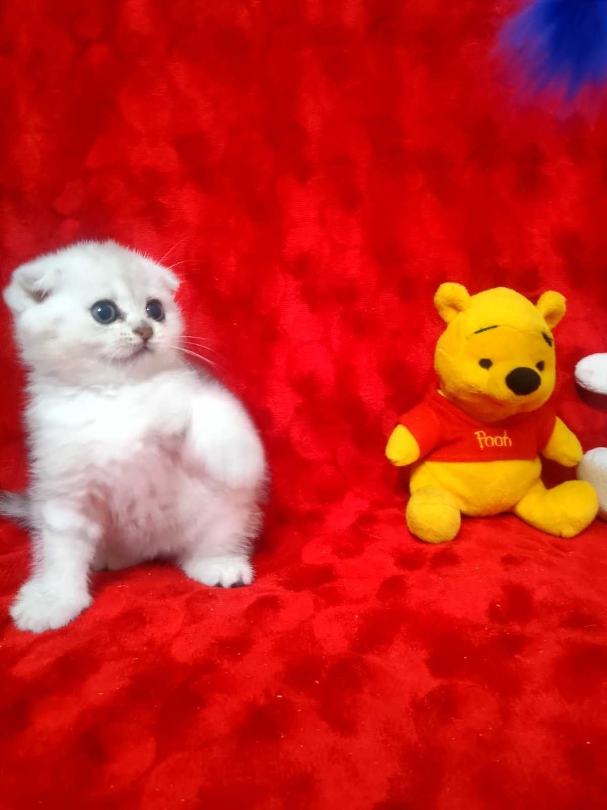 Мильчишка"Scottish Fold" с документами,окрас Шиншилла