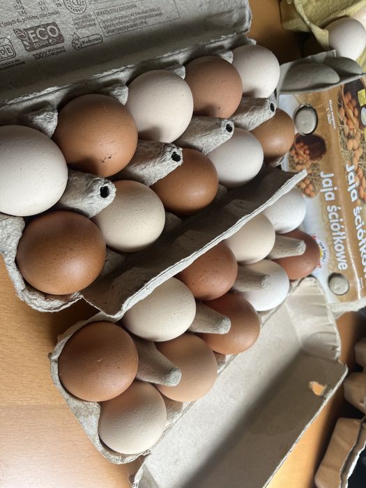 Jajka wolnego wybiegu naturalne