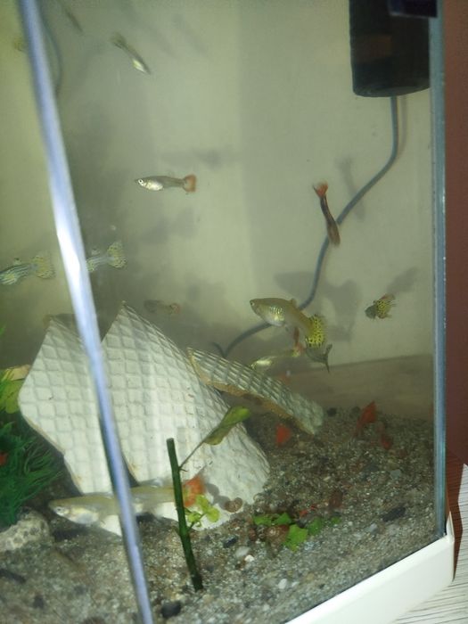 Vários guppys para venda criaçao própria