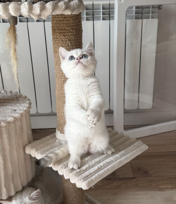 Kot kotka brytyjska FIFe FPL prawdziwy rodowód GWARANCJA