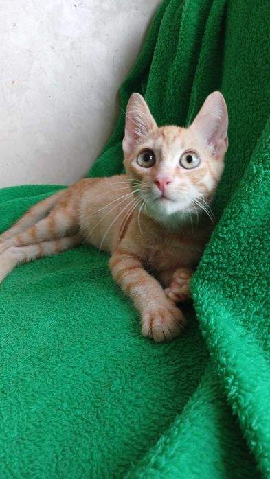 Рыжий активный котенок - мальчик, кот, 4 месяца