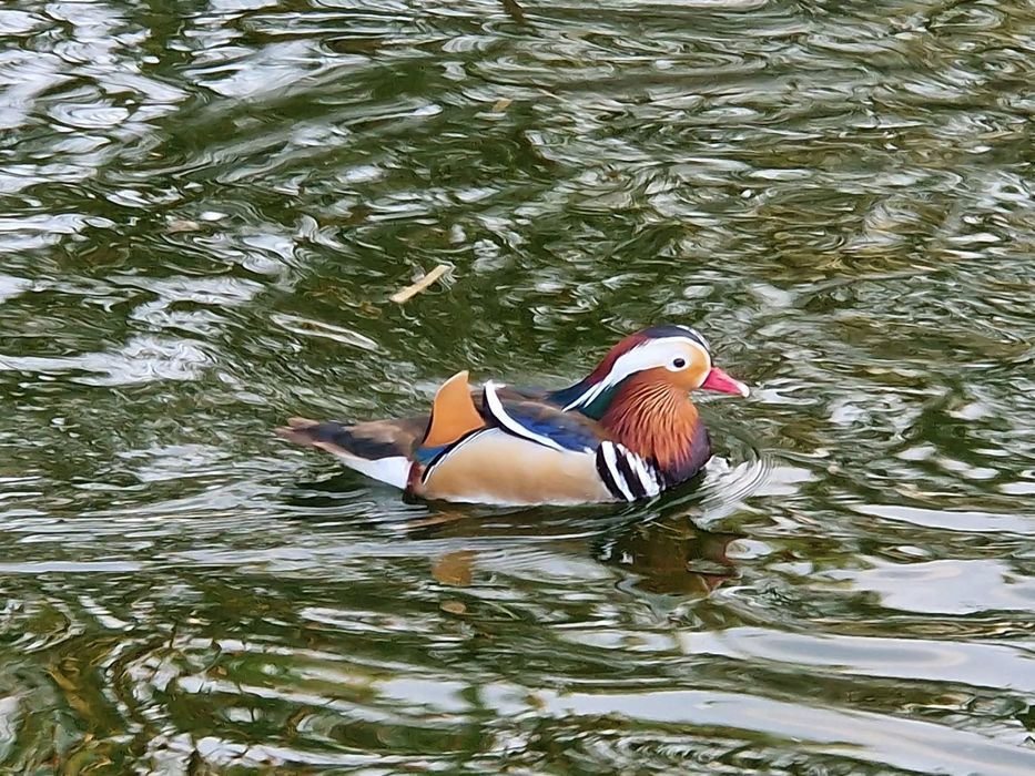 Kaczki Mandarynki z 2025r.