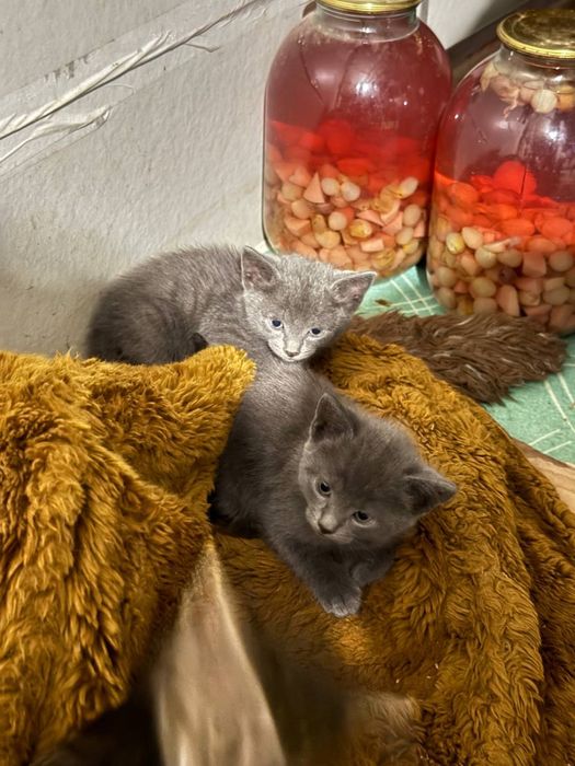 Британские котята короткошестные