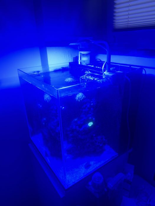 Akwarium morskie 64l VIV + szafka + korale + ryby SUPER TANIO