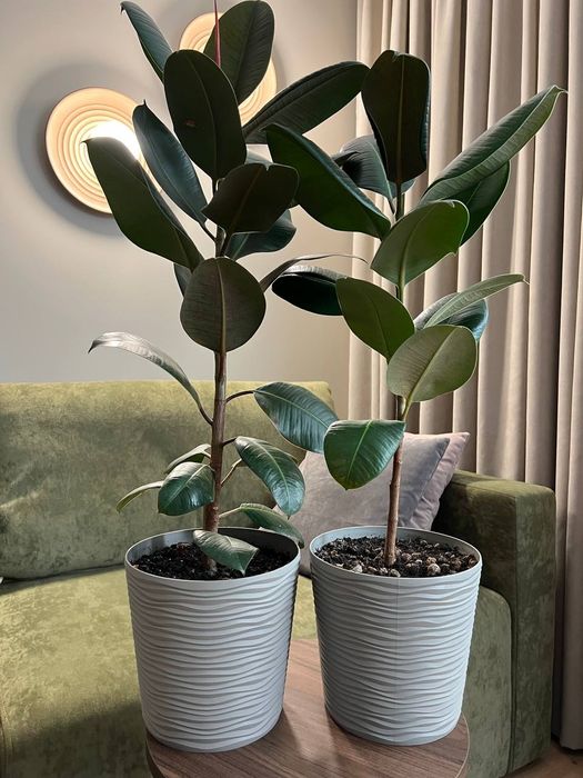 Фікус каучуконосний від 0,5