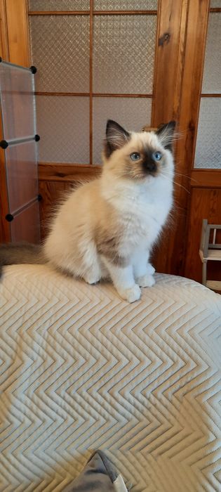 Ragdoll kocurek FPL po Championie