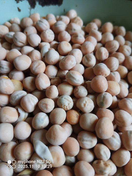 Groch siewny astronaute