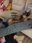 Oddam za darmo kot Devon rex