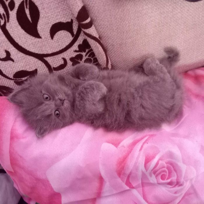 Котики 1 мс  безкоштовно