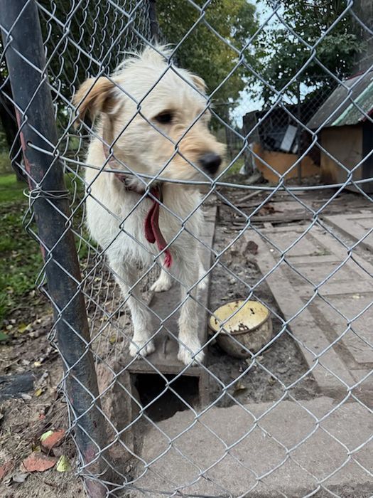 Piesek szuka kochającego Domu
