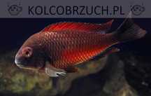 Tropheus sp. Moliro Red - pokolenie F1 - dowóz, wysyłka