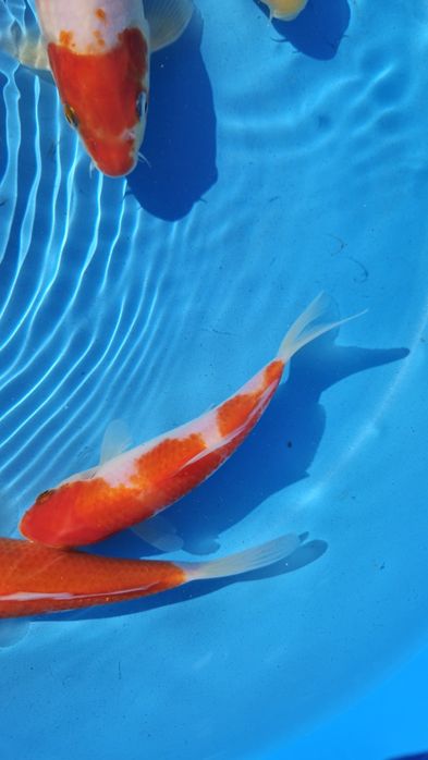 Carpas koi 10 a 18cm