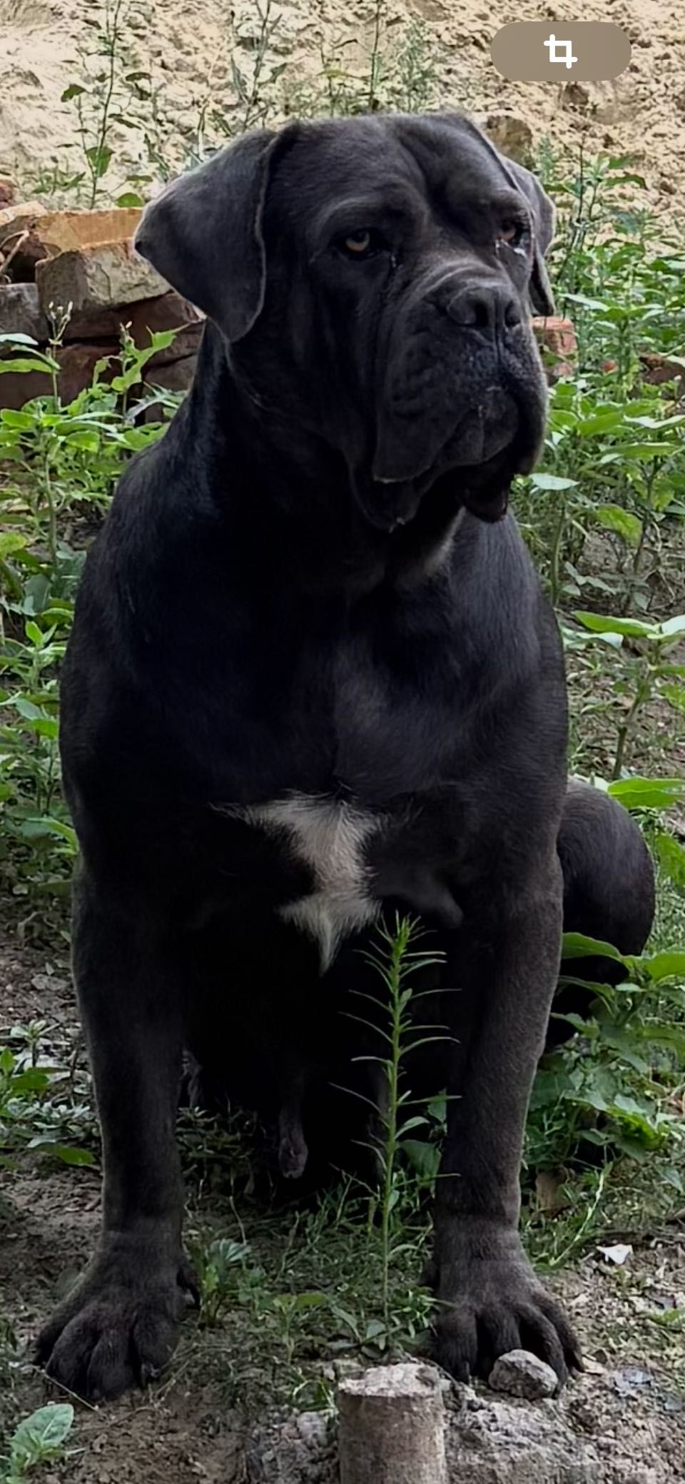 Щенята Кане корсо