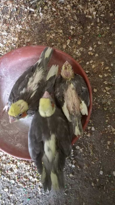 Caturras para terminar de criar