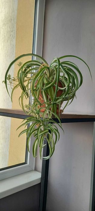 Продам хлорофитум "Бонні"