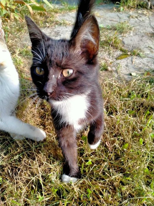 Кошенята в надійні руки