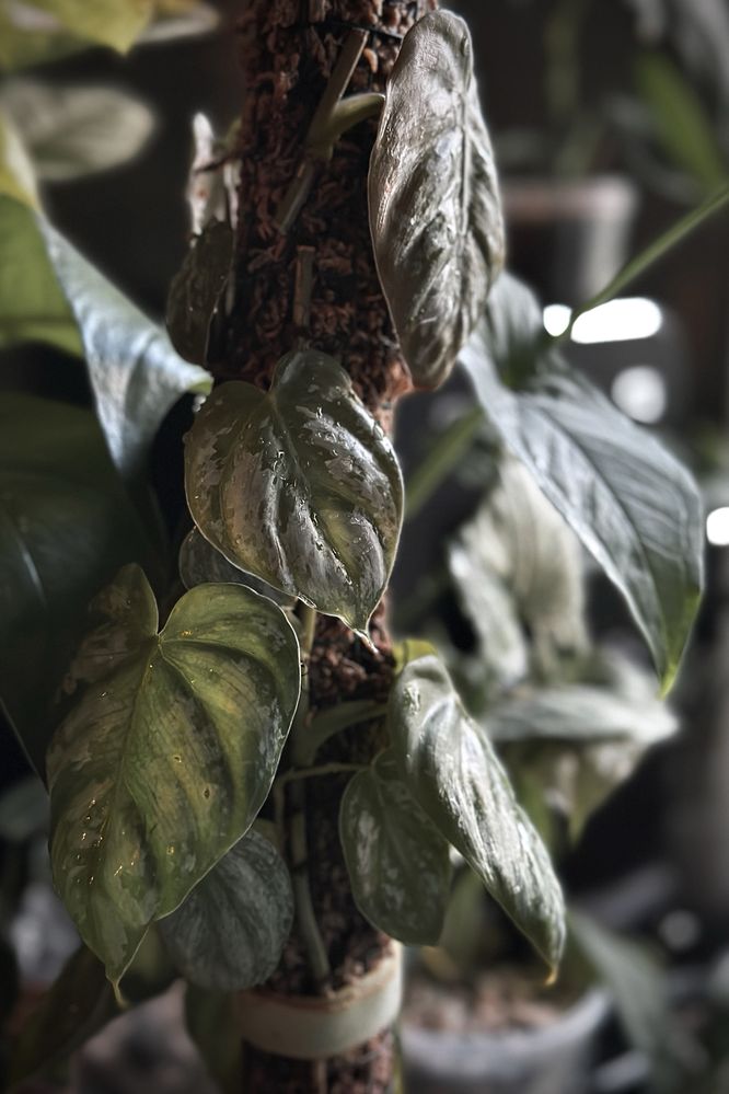 Philodendron brandtianum - drobnolistny Filodendron, srebrzysty splash
