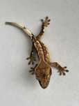 Gekon orzesiony Extreme harlequin z cechami Flame nsex
