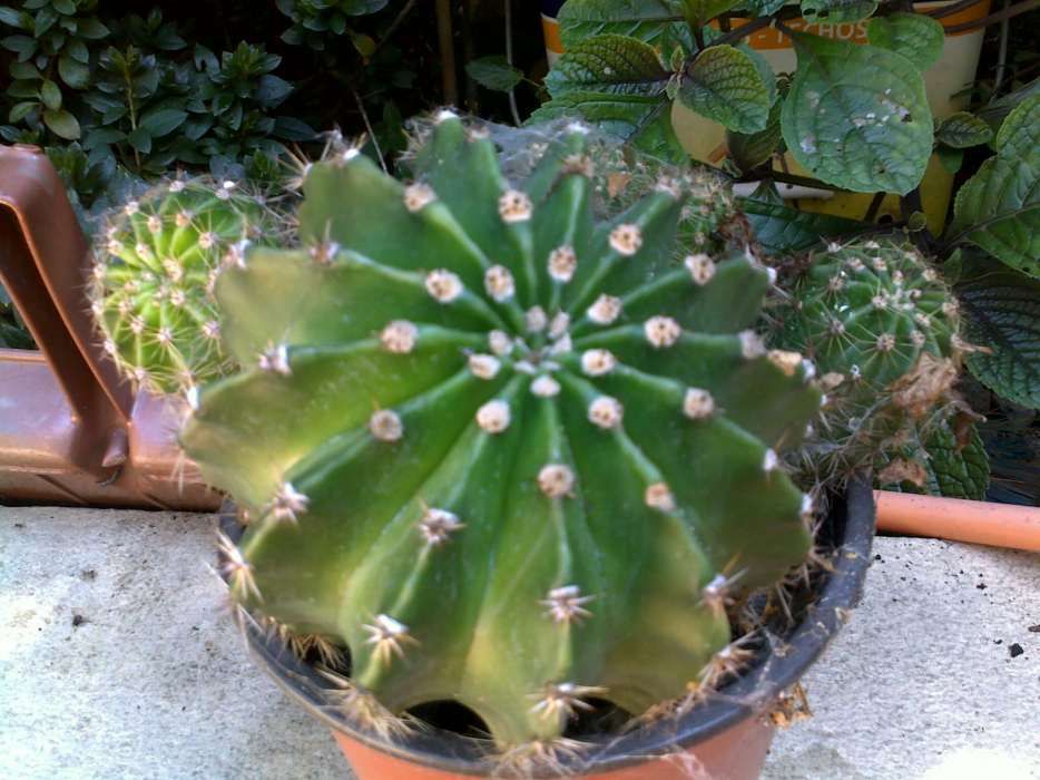 Cactos bola em vaso de barro