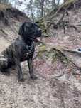 Cane Corso Italiano do adopcji