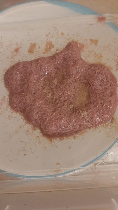 Tubifex rurecznik izraelski Wysyłka!!!