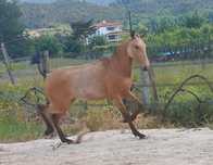 Poldra baia, PS Lusitano, 1 ano