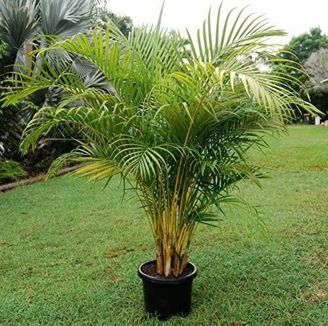 Palmeira Areca bambu, Dypsis lutescens
