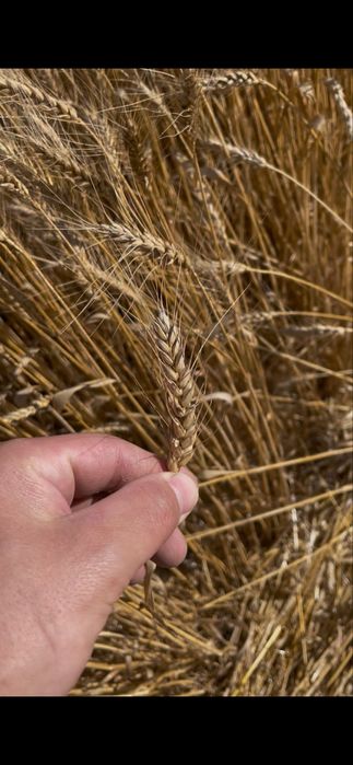 Продам посівну пшеницю