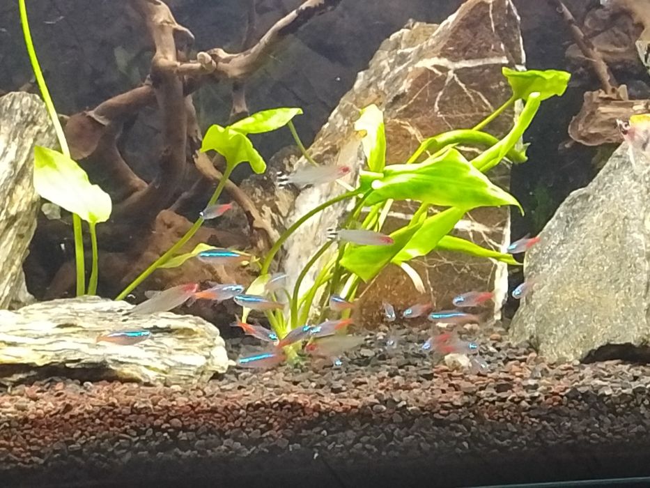 Akwarium 200l + zestaw.