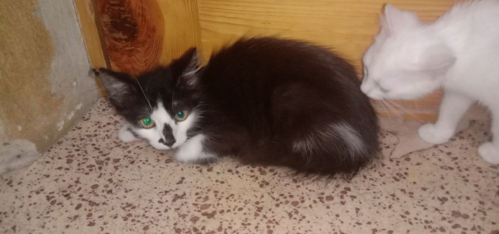 Котик ищет семью. Кот. Котенок бесплатно. Котята даром